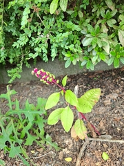 Phytolacca americana