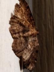 Melanolophia