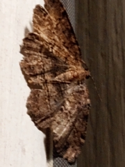 Melanolophia