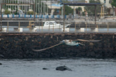 Sula nebouxii excisa