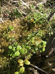 Vaccinium vitis-idaea