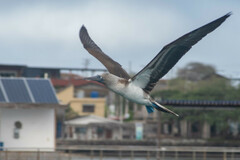 Sula nebouxii excisa