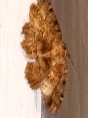 Melanolophia