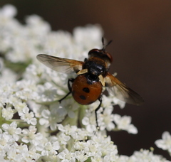 Gymnosoma