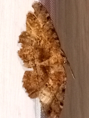 Melanolophia