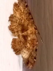 Melanolophia