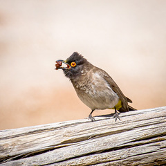 Pycnonotus nigricans