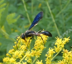 Isodontia