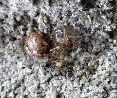 Parasteatoda