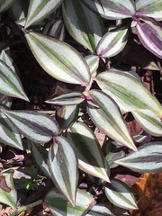 Tradescantia zebrina