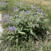 Solanum elaeagnifolium - Photo (c) plantperson7654, μερικά δικαιώματα διατηρούνται (CC BY-NC)