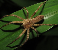 Pisaurina mira