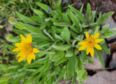 Arnica