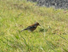 Fringilla coelebs gengleri