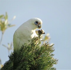Cacatua sanguinea