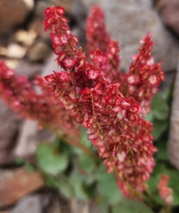 Oxyria digyna
