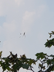 Trichonephila clavata