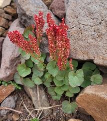 Oxyria digyna