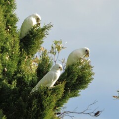 Cacatua sanguinea