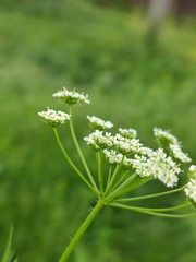 Chaerophyllum prescottii