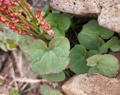 Oxyria digyna