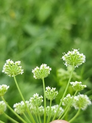Chaerophyllum prescottii