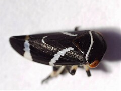 Eurymeloides bicincta