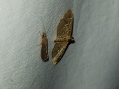 Pilocrocis ramentalis