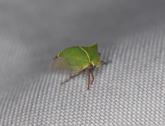 Stictocephala bisonia