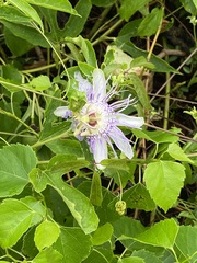 Passiflora incarnata
