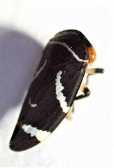 Eurymeloides bicincta
