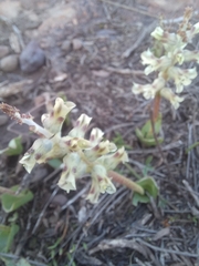 Lachenalia