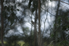 Colluricincla harmonica