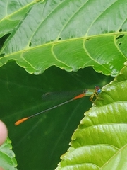 Ceriagrion cerinorubellum