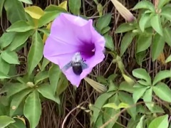 Xylocopa abbotti