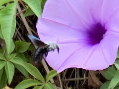 Xylocopa abbotti