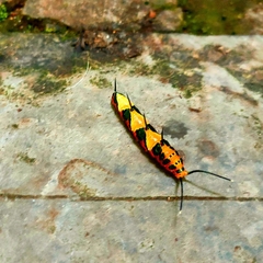 Marpesia petreus