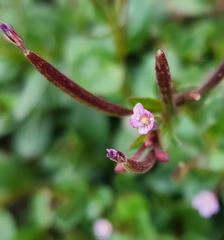 Epilobium ciliatum