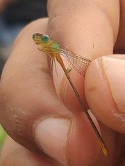 Ceriagrion cerinorubellum