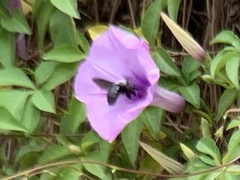 Xylocopa abbotti