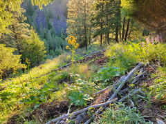 Cacaliopsis nardosmia