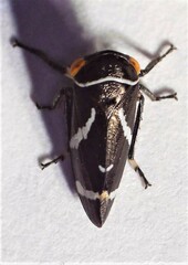 Eurymeloides bicincta