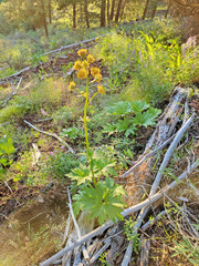 Cacaliopsis nardosmia