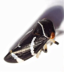 Eurymeloides bicincta