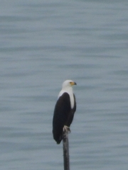 Haliaeetus vocifer