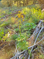 Cacaliopsis nardosmia