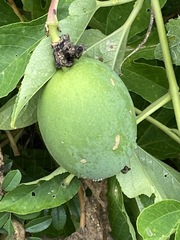Passiflora incarnata