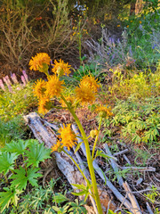 Cacaliopsis nardosmia