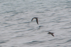 Puffinus subalaris