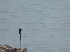 Haliaeetus vocifer